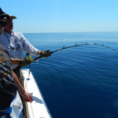 Client playing an Algarve Mako Shark Client playing an Algarve Mako Shark